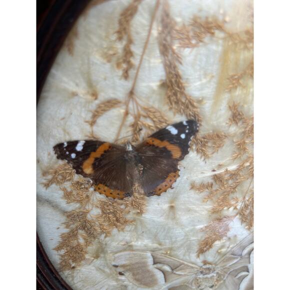 Vintage pressed butterfly and flower simple oval wood frame bubble glass - Picture 5 of 16